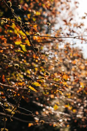 Foto de Un plano vertical de ramas de madera de un árbol en un bosque con un clima soleado en otoño - Imagen libre de derechos
