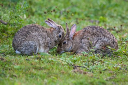 Téléchargez les photos : Un gros plan de deux lapins gris sur herbe verte - en image libre de droit