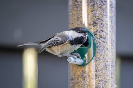 Photo for A Willow tit perching on tube feeder - Royalty Free Image
