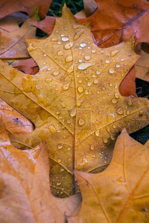 Photo for A top view of a yellow leaf with raindrops on colorful autumn leaves on the ground - Royalty Free Image