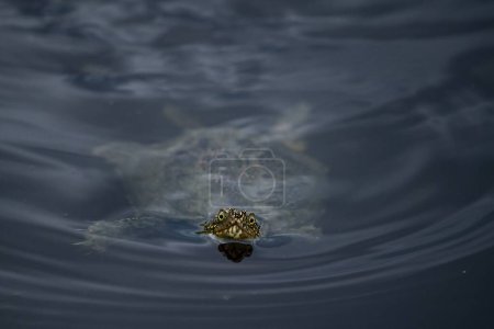 Foto de Una tortuga acuática nadando en el agua - Imagen libre de derechos