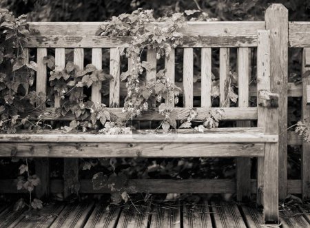 Photo for A grayscale of wild hops growing near a wooden bench in a summer park - Royalty Free Image