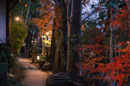 Téléchargez les photos : Un beau cliché d'un sentier illuminé entre des arbres de couleur automne - en image libre de droit
