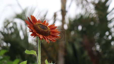 Photo for Closeup of a rare sunflower with red petals on a blurred nature background - Royalty Free Image