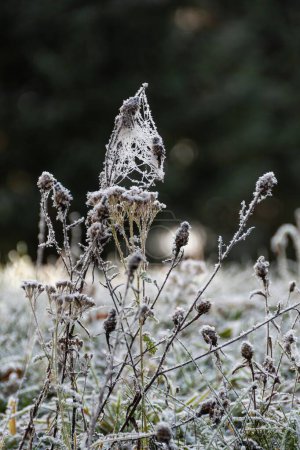 Téléchargez les photos : Un plan vertical de fleurs sauvages gelées poussant dans le champ - en image libre de droit