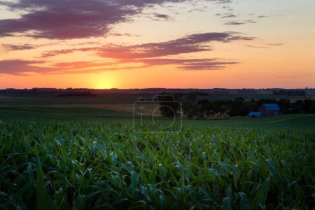 Photo for The beautiful view of the green cornfield at sunset. - Royalty Free Image