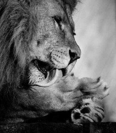 Téléchargez les photos : Une sélection d'un lion puissant reposant sur le sol - en image libre de droit