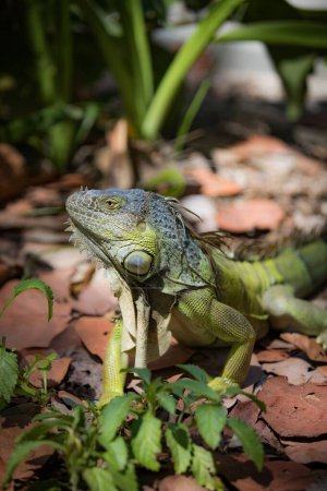 Foto de Un primer plano de una Iguana descansando rodeada de vegetación y hojas - Imagen libre de derechos