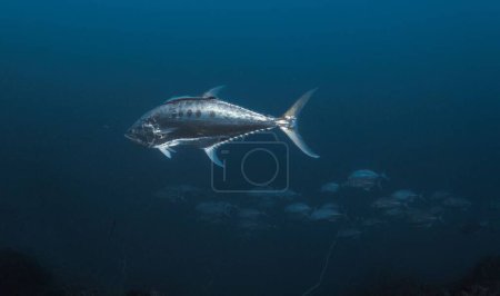 Foto de Un atún martín nadando bajo el agua - Imagen libre de derechos