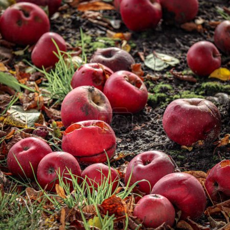 Téléchargez les photos : Un gros plan de vieilles pommes rouges pourries sur le sol dans une ferme - en image libre de droit