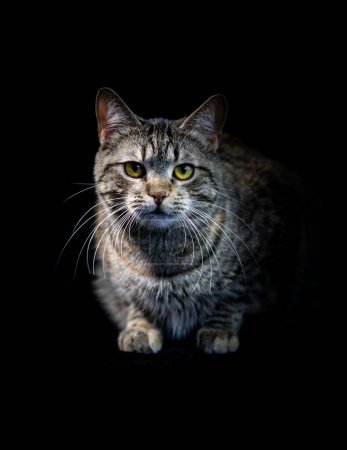 Foto de Un gato marrón doméstico en un fondo oscuro en primer plano - Imagen libre de derechos