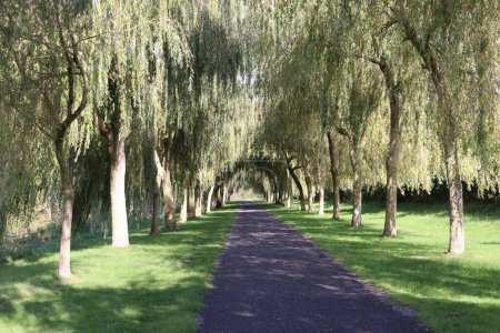 Photo for A scenic shot of a narrow road in a willow alley - Royalty Free Image
