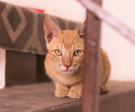 Téléchargez les photos : Gros plan d'un chat roux à la maison - en image libre de droit