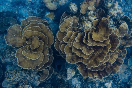 Foto de Una vista del arrecife de coral suave y duro durante un buceo con un fondo azul - Imagen libre de derechos