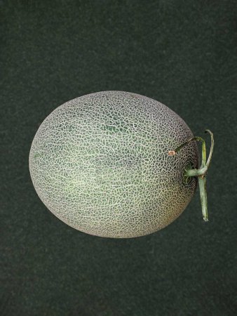 Photo for A fresh fruit cantaloupe isolated on gray background - Royalty Free Image