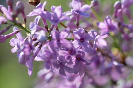 Téléchargez les photos : Une prise de vue sélective de la plante lilas commune - en image libre de droit