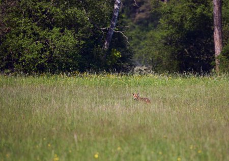 Téléchargez les photos : Un renard caché dans la prairie autour de la rivière Isar en Bavière, Allemagne - en image libre de droit
