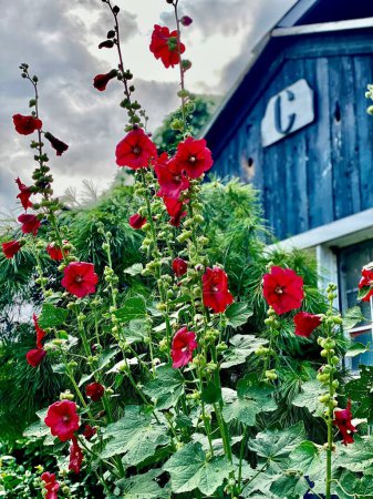 Photo for A vertical shot of red mallow flowers blossoming on a bush with a wooden building in the background - Royalty Free Image