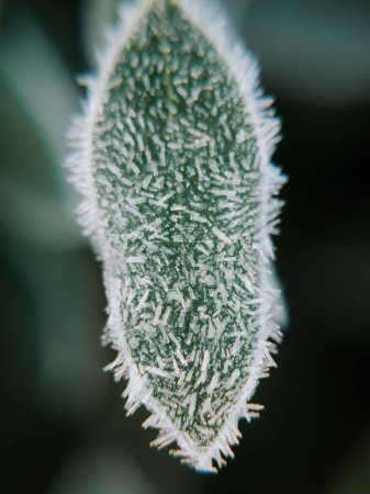 Foto de Una macro toma de cristales congelados en una hoja de una planta - Imagen libre de derechos