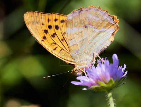 Téléchargez les photos : Gros plan d'un papillon fritillaire lavé à l'argent, sur un chardon, dans le jardin flou en arrière-plan - en image libre de droit