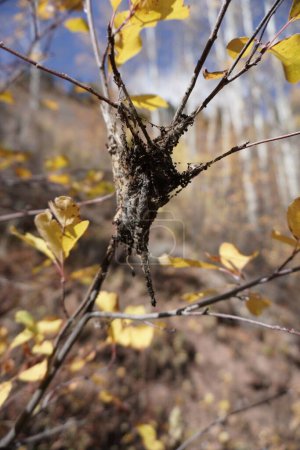 Foto de Una vertical de una víctima atrapada en la tela de araña en un árbol con hojas amarillas en el fondo borroso - Imagen libre de derechos