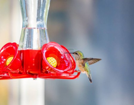 Photo for A closeup of a tiny Hummingbird drinking water from a bird feeder - Royalty Free Image