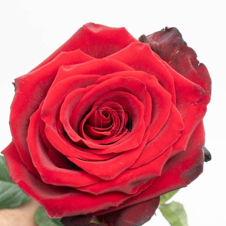 Foto de Un primer plano de una hermosa rosa roja brillante en flor sobre un fondo blanco - Imagen libre de derechos