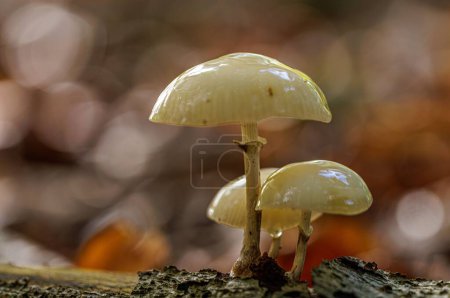 Photo for A macro shot of the white, wet Oudemansiella mucida mushroom on the ground with a blurry background - Royalty Free Image