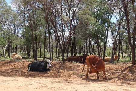 Téléchargez les photos : Un gros plan de vaches broutant dans la forêt par une journée ensoleillée - en image libre de droit