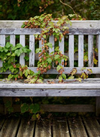 Photo for A vertical shot of wild hopes and an old wooden bench in a summer park - Royalty Free Image
