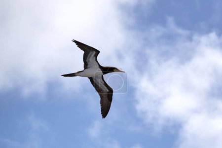 Téléchargez les photos : Un booby marron volant contre un ciel bleu avec des nuages. - en image libre de droit