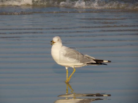 Photo for An adorable Ring-billed gull standing in shallow water by Anna Maria Island, Florida - Royalty Free Image
