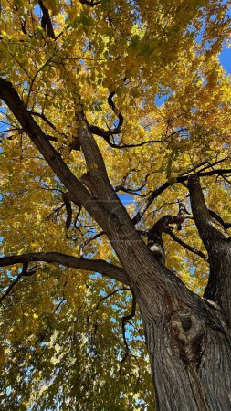 Téléchargez les photos : Plan vertical d'un arbre automnal à Washington Park, Denver, USA - en image libre de droit
