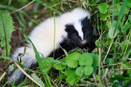 Photo for A closeup shot of a tiny, cute skunk with black and white fur in the woods in daylight - Royalty Free Image