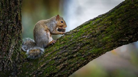 Photo for A closeup shot of an adorable and cute squirrel on the tree - Royalty Free Image