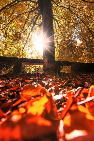 Foto de Una vista panorámica de un árbol y hojas caídas con el sol brillando en el fondo - Imagen libre de derechos