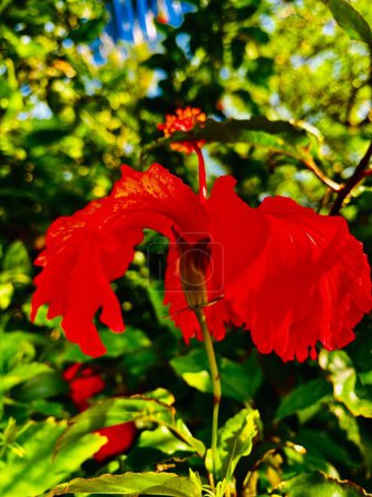 Photo for A vertical shot of a red Chinese rose (Hibiscus rosa-sinensis) in a garden - Royalty Free Image