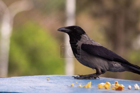 Téléchargez les photos : Gros plan d'un corbeau à capuchon avec de la nourriture. Corvus cornix. - en image libre de droit