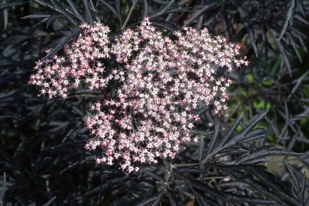 Foto de Un primer plano de las flores rosadas de la planta Elder (Sambucus) sobre el fondo borroso - Imagen libre de derechos