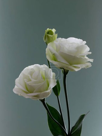 Téléchargez les photos : Un plan vertical de fleurs de lisianthus blanches aux feuilles vertes isolées sur un fond uni - en image libre de droit