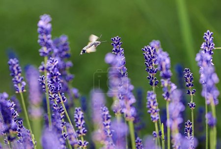 Photo for A beautiful view of hummingbird hawk-moth collecting nectar from the lavender flower - Royalty Free Image