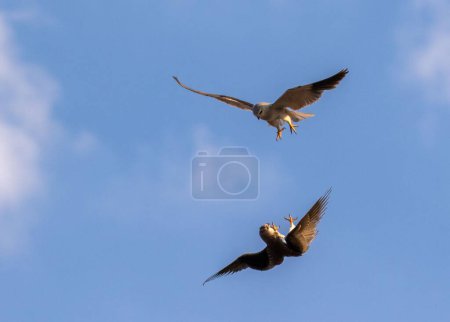 Téléchargez les photos : Deux cerfs-volants à ailes noires en combat aérien par une journée ensoleillée - en image libre de droit