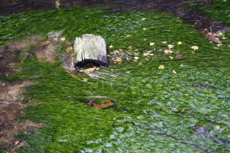 Foto de Un primer plano de una caída de tronco en un río con musgo verde - Imagen libre de derechos