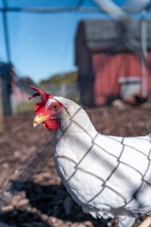 Foto de Un tiro vertical de un pollo blanco en una granja detrás de una valla de malla metálica - Imagen libre de derechos
