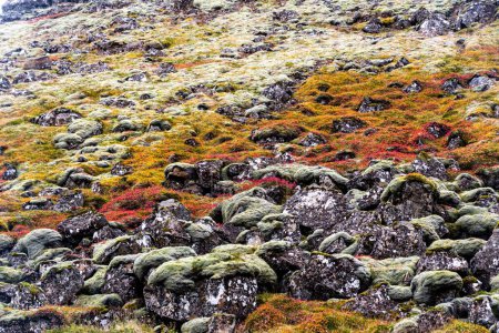 Photo for A beautiful shot of rocks covered in colorful moss - Royalty Free Image