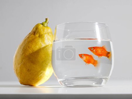 Foto de Un primer plano de un pez dorado en un vaso pequeño sobre un fondo blanco con un limón - Imagen libre de derechos
