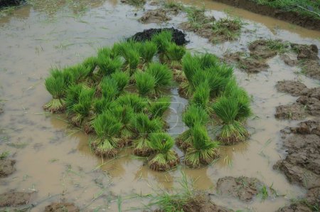 Téléchargez les photos : Une vue des plantes vertes dans un étang boueux - en image libre de droit
