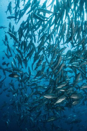 Foto de Un disparo vertical de un enorme grupo de peces barracuda nadando en el mar azul profundo - Imagen libre de derechos