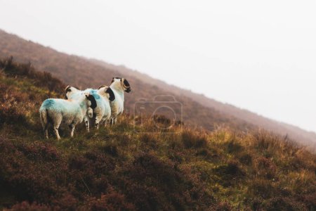 Téléchargez les photos : Un petit groupe de moutons noirs écossais sur la colline. - en image libre de droit