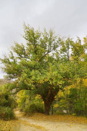 Téléchargez les photos : Plan vertical d'un sentier aux feuilles jaunes tombées dans une forêt d'automne luxuriante - en image libre de droit